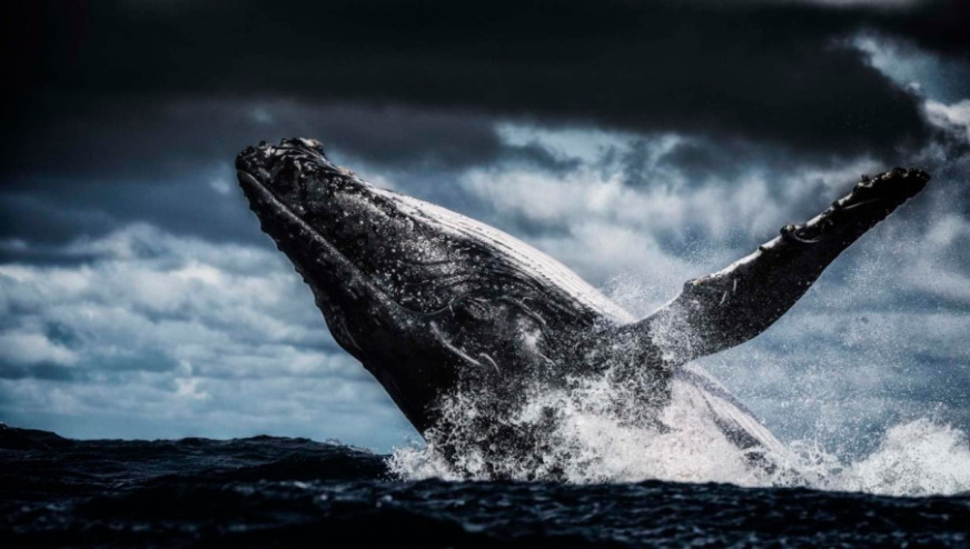 Photographe by Wim Van del Heever